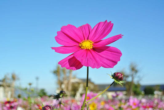 宮村交差点のコスモス畑。花がでかい!!