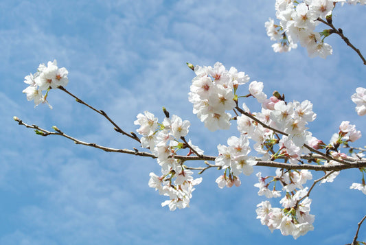 桜咲く　強風の後の桜。