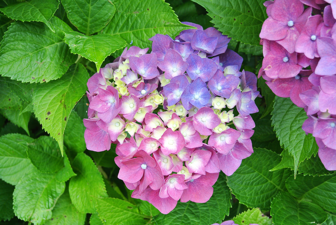 紫陽花の花言葉は「こころがわり」