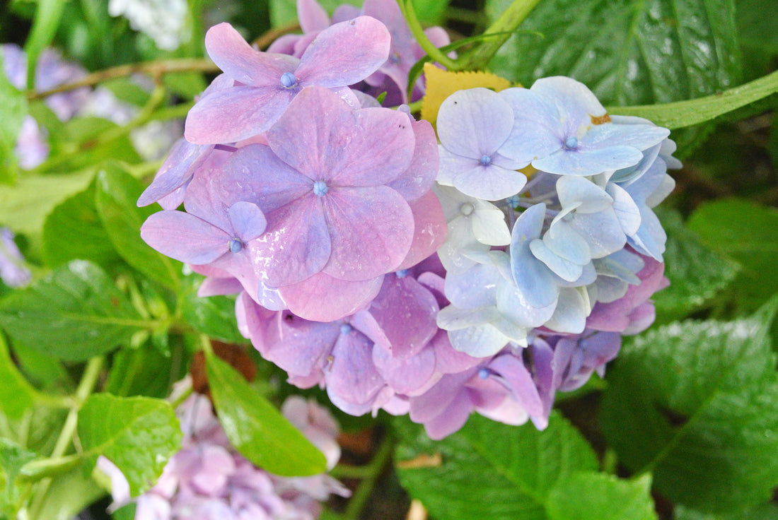 あじさい公園　宮崎県山之口〜雨の朝の満開の花