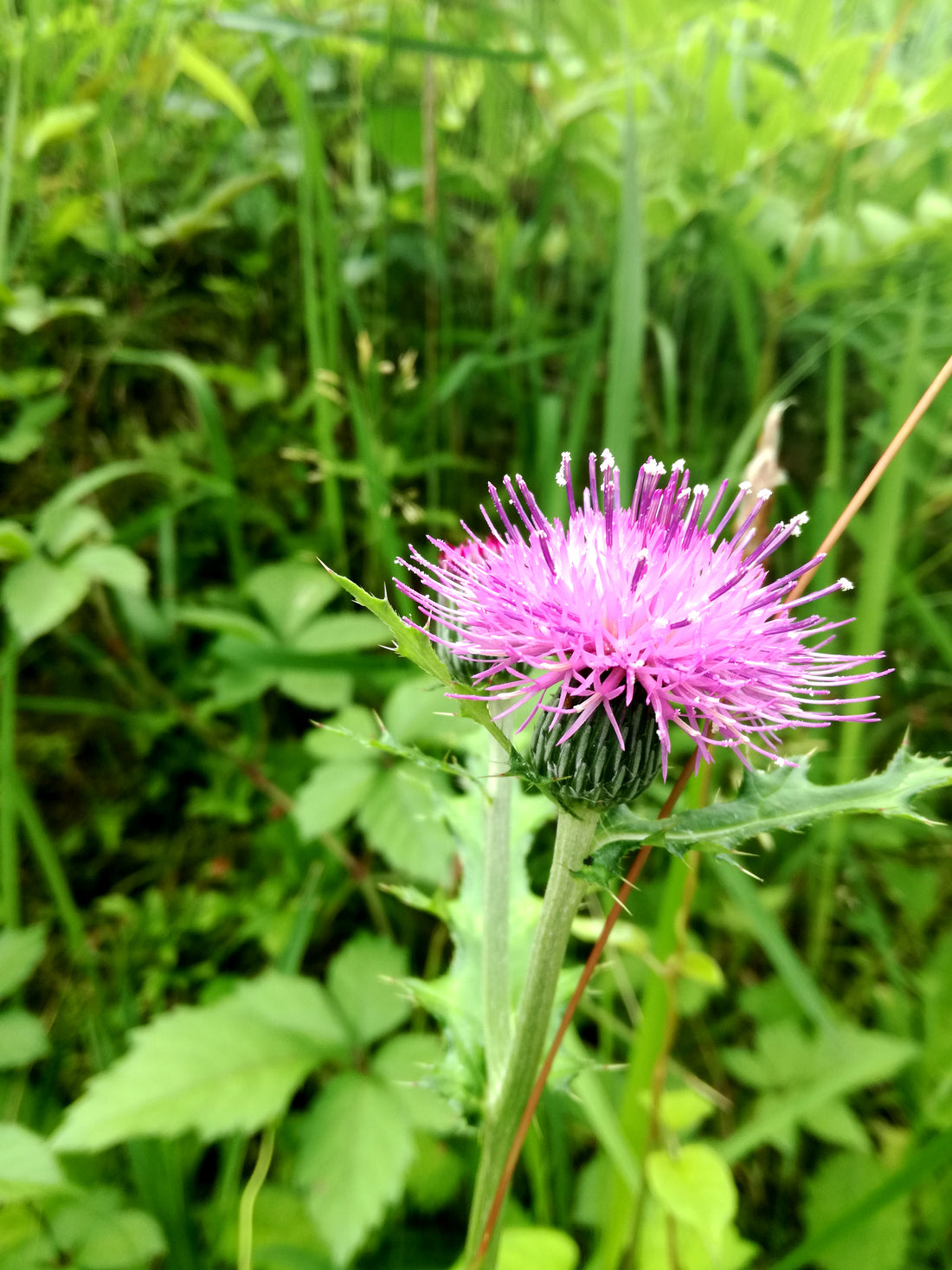 私は野に咲くアザミの花です。