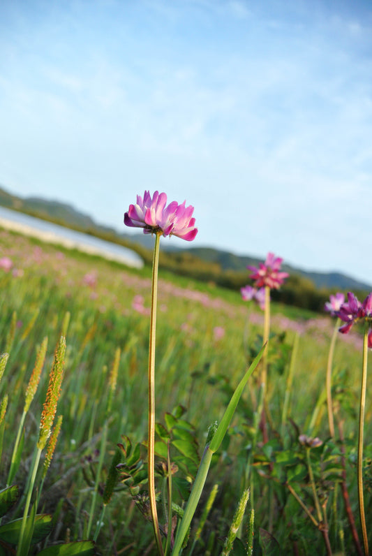 畑の蓮華草を撮影。